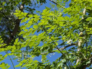 Moringa oleifera