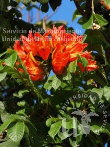 informacion sobre Spathodea campanulata